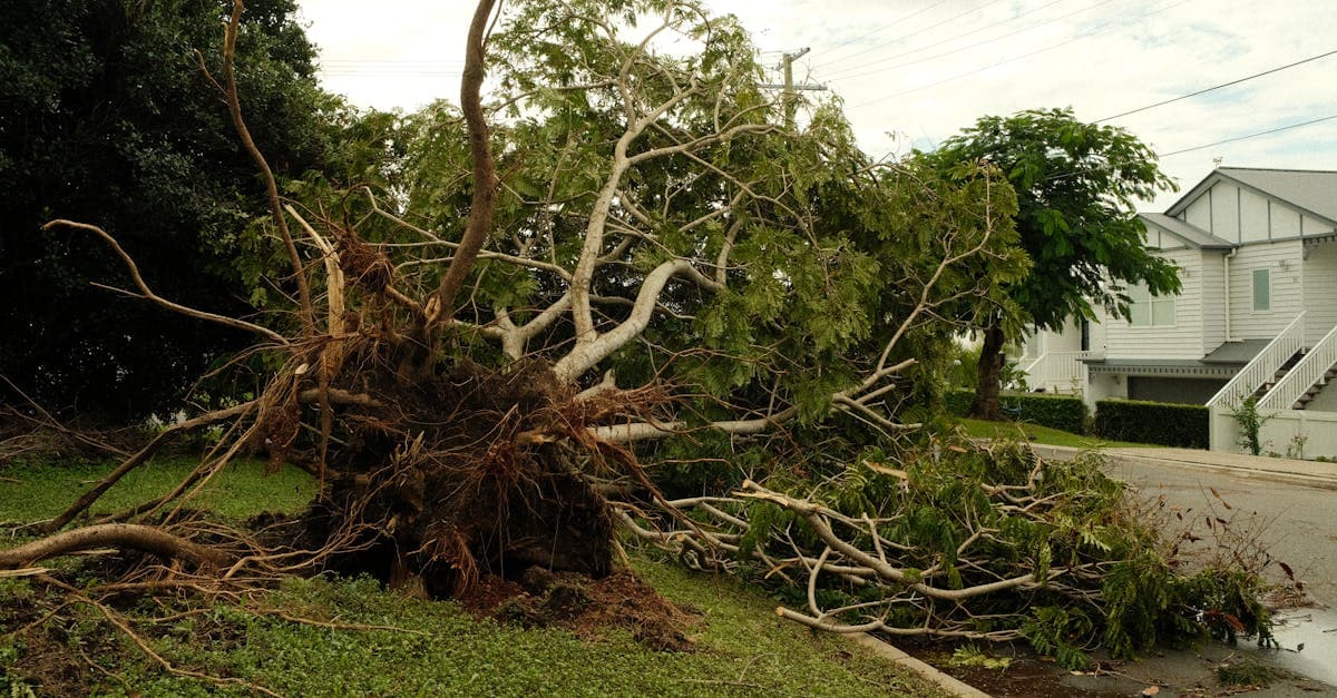 Cover Image for Tree Removal Costs: What Your Homeowners Insurance Covers